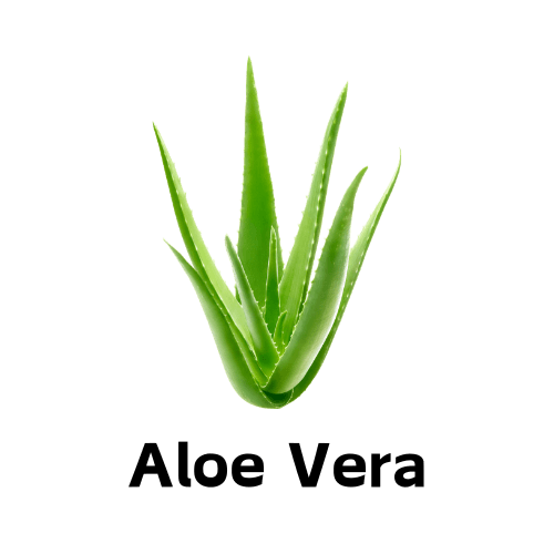 Aloe vera