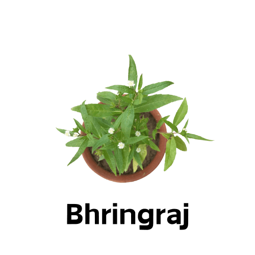 Bhringraj