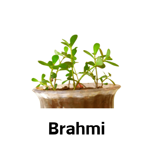 Brahmi