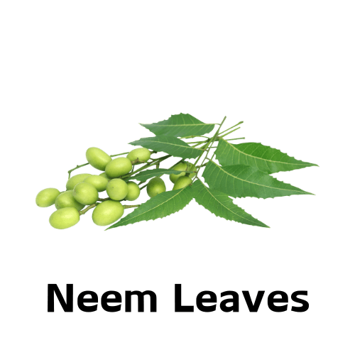 Neem Leaves